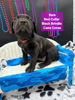 Sara world champion cane corso , a female Cane Corso for sale in Saint Cloud, MN – 8 of 9