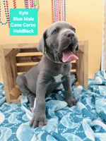 Kyle Blue Cane Corso World Champion Bloodline , a male Cane Corso for sale in Saint Cloud, MN – 3 of 5