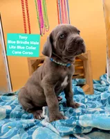 Tony, a male Cane Corso for sale in Saint Cloud, MN – 2 of 9