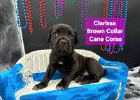 Clarissa , a female Cane Corso for sale in Saint Cloud, MN – 7 of 8