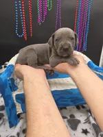 Tyson , a male Great Dane and Cane Corso for sale in Saint Cloud, MN – 4 of 7