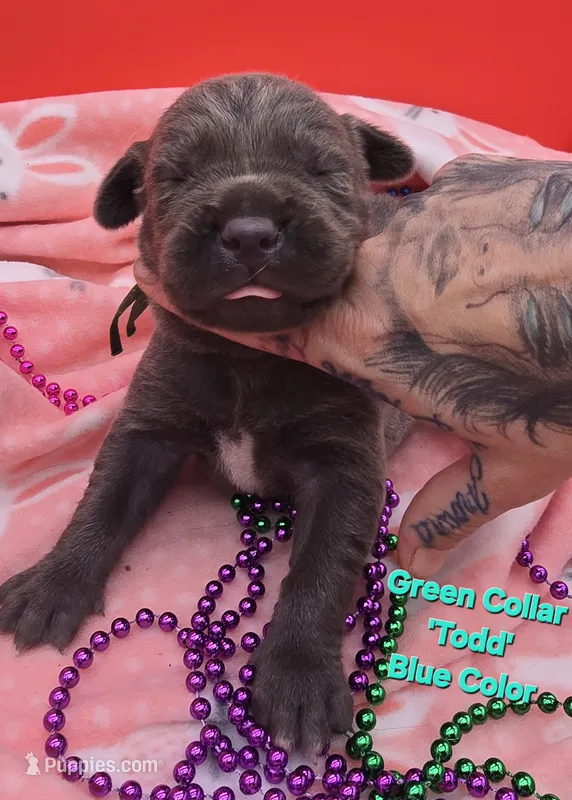 Todd – Cane Corso puppy for sale in Saint Cloud, MN