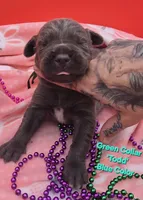 Todd, a male Cane Corso for sale in Saint Cloud, MN – 1 of 3