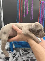 Serenity Blue eyes! Silver Merle, a female Great Dane and Cane Corso for sale in Saint Cloud, MN – 4 of 10