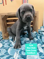Kyle Blue Cane Corso World Champion Bloodline , a male Cane Corso for sale in Saint Cloud, MN – 4 of 5