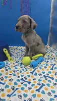 Ghost (blue eyes!) Silver Merle , a female Great Dane for sale in Saint Cloud, MN – 5 of 8