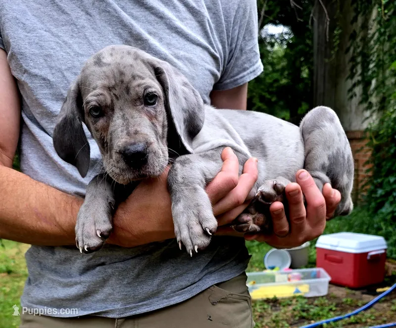Ghost (blue eyes!) PRICE REDUCED THROUGH WEEKENDSilver Merle  – Great Dane puppy for sale in Saint Cloud, MN