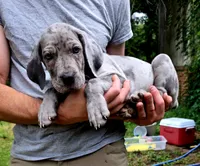 Ghost (blue eyes!) PRICE REDUCED THROUGH WEEKENDSilver Merle , a female Great Dane for sale in Saint Cloud, MN – 1 of 8