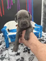 SilverMist Rare Italian Daniff , a female Great Dane and Cane Corso for sale in Saint Cloud, MN – 6 of 6