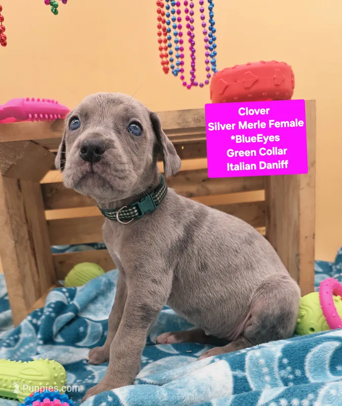 Clover Blue eye silver merle – Great Dane, Cane Corso puppy for sale in Saint Cloud, MN