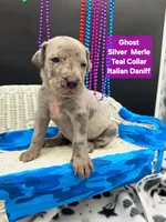 Ghost (blue eyes!) Silver Merle , a female Great Dane and Cane Corso for sale in Saint Cloud, MN – 3 of 6
