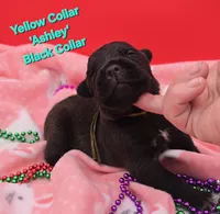 Ashley, a female Cane Corso for sale in Saint Cloud, MN – 3 of 3