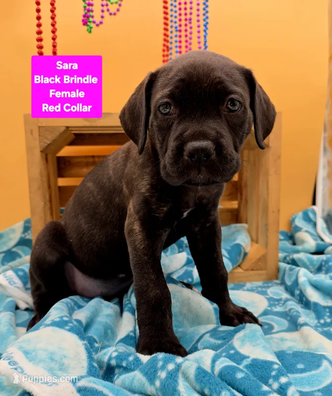 Sara world champion cane corso  – Cane Corso puppy for sale in Saint Cloud, MN