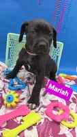 Mariah , a female Cane Corso for sale in Saint Cloud, MN – 4 of 5