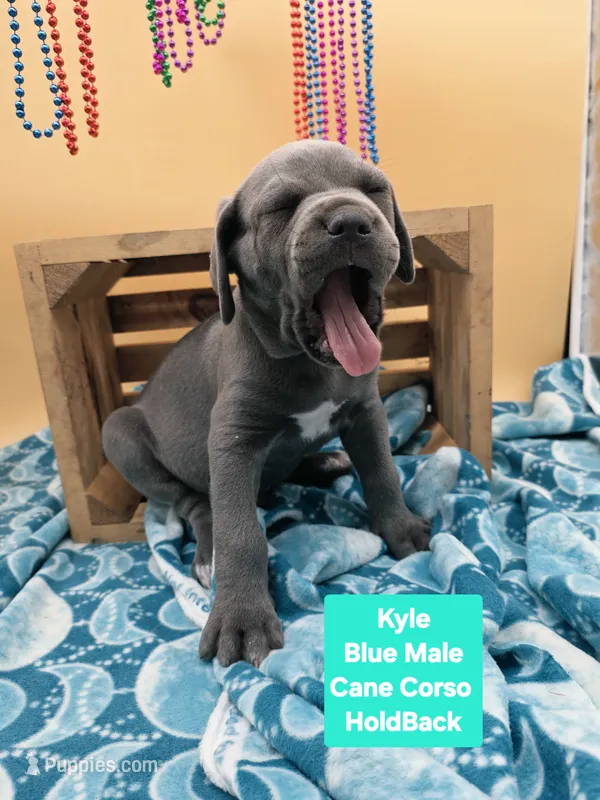 Kyle Blue Cane Corso World Champion Bloodline  – Cane Corso puppy for sale in Saint Cloud, MN