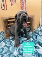 Kyle Blue Cane Corso World Champion Bloodline , a male Cane Corso for sale in Saint Cloud, MN – 1 of 5