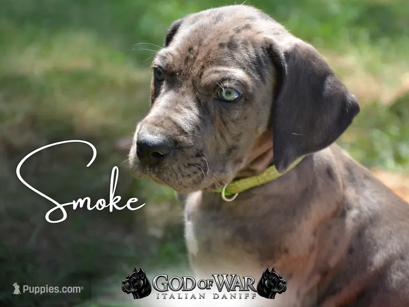 Smoke may keep green eyes Merle – Great Dane, Cane Corso puppy for sale in Saint Cloud, MN
