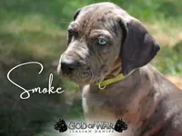 Smoke PRICE REDUCED THROUGH WEEKEND, a male Great Dane and Cane Corso for sale in Saint Cloud, MN – 1 of 7