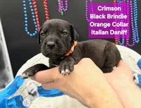 Crimson, a female Great Dane and Cane Corso for sale in Saint Cloud, MN – 6 of 8