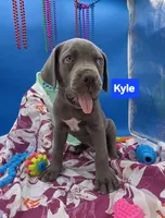 Kyle Blue Cane Corso *CROPPED EARS*  World Champion Bloodline , a male Cane Corso for sale in Saint Cloud, MN – 4 of 8