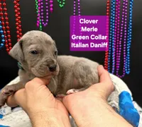 Clover Blue eye silver merle, a female Great Dane and Cane Corso for sale in Saint Cloud, MN – 3 of 5
