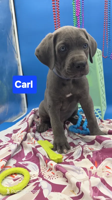 Carl Blue Brindle Cane Corso – Cane Corso puppy for sale in Saint Cloud, MN
