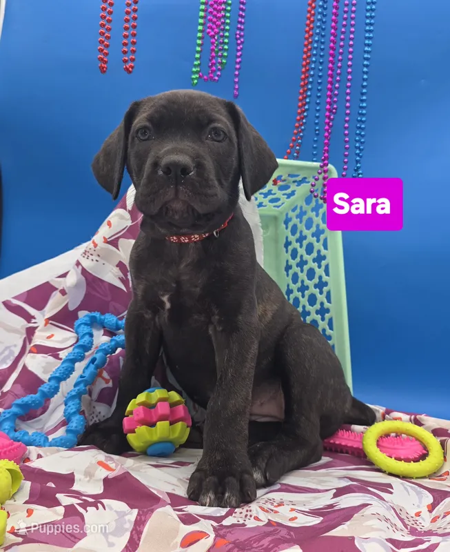 Sara world champion cane corso  – Cane Corso puppy for sale in Saint Cloud, MN