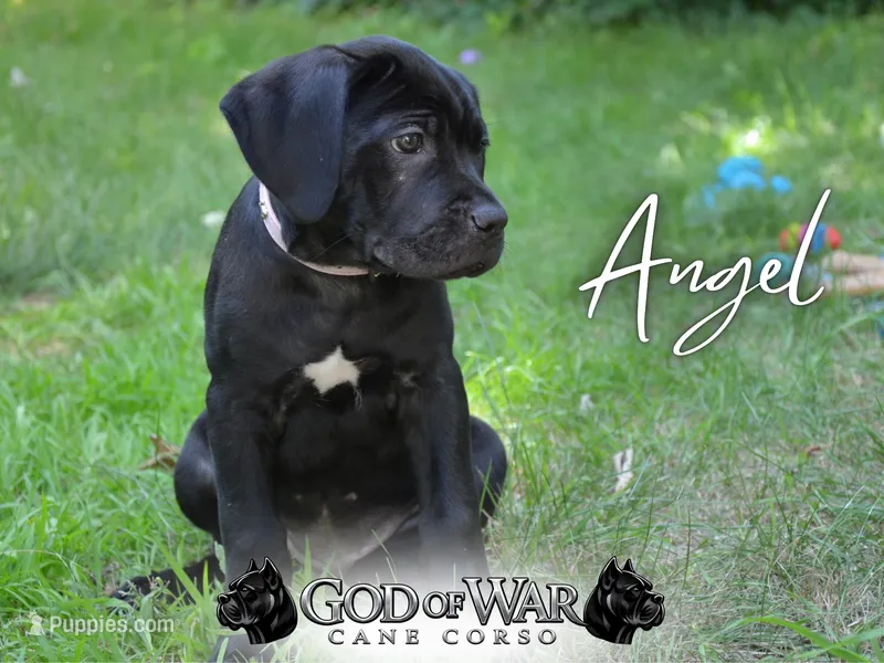 Angel – Cane Corso puppy for sale in Saint Cloud, MN