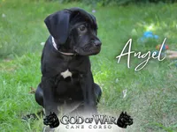 Angel PRICE REDUCED THROUGH WEEKEND, a male Cane Corso for sale in Saint Cloud, MN – 1 of 6