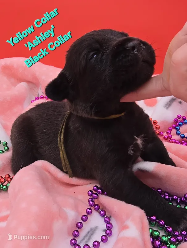 Ashley – Cane Corso puppy for sale in Saint Cloud, MN