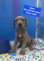 Blade Blue Eyes, a male Great Dane and Cane Corso for sale in Saint Cloud, MN – 6 of 9