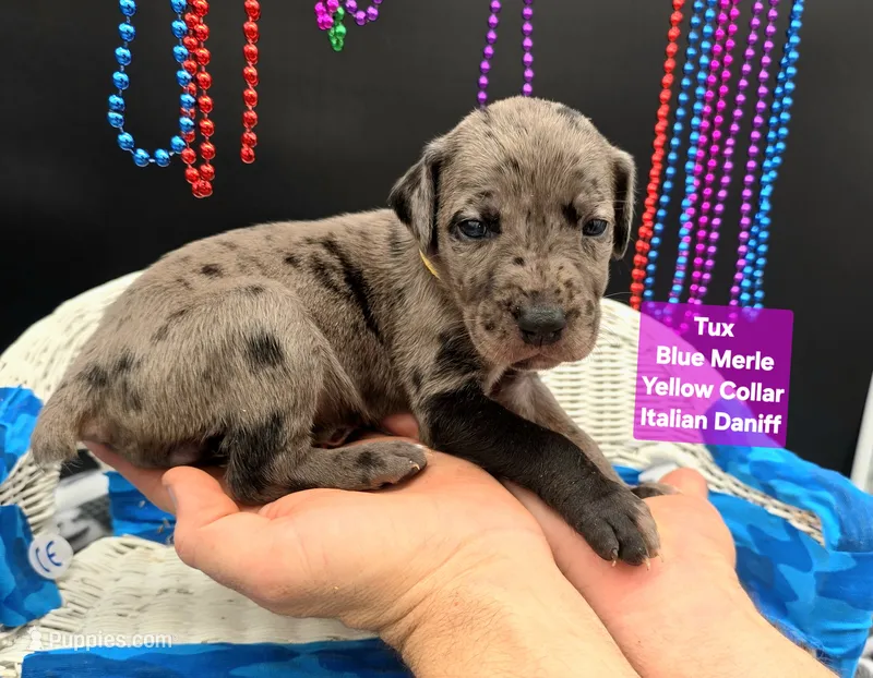 Tux Merle – Great Dane, Cane Corso puppy for sale in Saint Cloud, MN