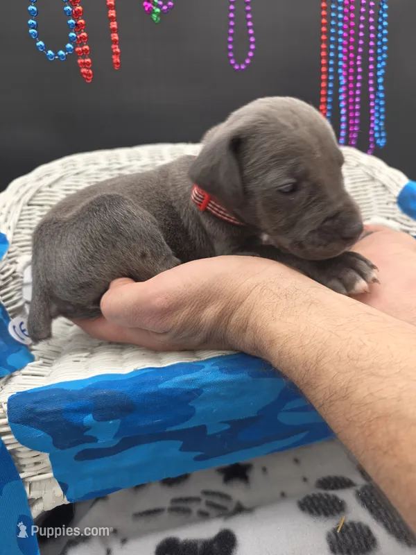 Lester – Great Dane, Cane Corso puppy for sale in Saint Cloud, MN