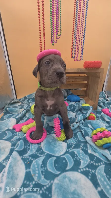 Smoke may keep green eyes Merle – Great Dane, Cane Corso puppy for sale in Saint Cloud, MN