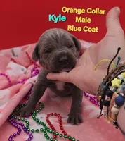 Kyle, a male Cane Corso for sale in Saint Cloud, MN – 3 of 4