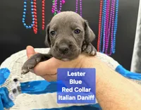 Lester, a male Great Dane and Cane Corso for sale in Saint Cloud, MN – 2 of 6