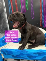 Sara world champion cane corso , a female Cane Corso for sale in Saint Cloud, MN – 6 of 9