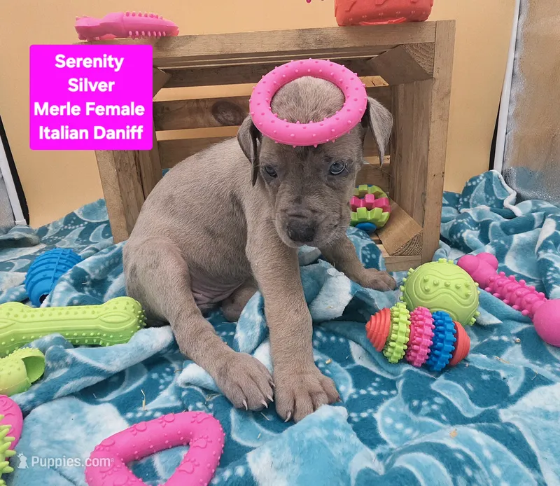 Serenity Blue eyes! Silver Merle – Great Dane, Cane Corso puppy for sale in Saint Cloud, MN