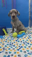 Ghost (blue eyes!) Silver Merle , a female Great Dane for sale in Saint Cloud, MN – 2 of 8