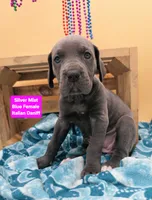 SilverMist Italian Daniff PRICE REDUCED THROUGH WEEKEND, a female Great Dane and Cane Corso for sale in Saint Cloud, MN – 8 of 8