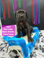 Sara world champion cane corso , a female Cane Corso for sale in Saint Cloud, MN – 4 of 9