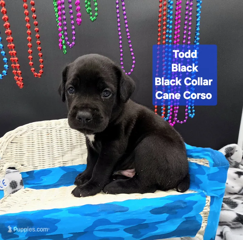 Todd – Cane Corso puppy for sale in Saint Cloud, MN