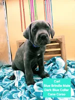 Carl Blue Brindle Cane Corso, a male Cane Corso for sale in Saint Cloud, MN – 2 of 4