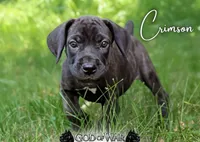 Crimson PRICE REDUCED THROUGH WEEKEND, a female Great Dane and Cane Corso for sale in Saint Cloud, MN – 1 of 6