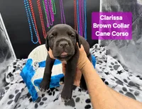 Clarissa, a female Cane Corso for sale in Saint Cloud, MN – 5 of 8