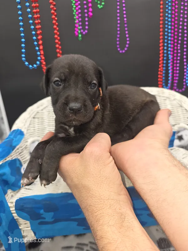 Crimson – Great Dane, Cane Corso puppy for sale in Saint Cloud, MN