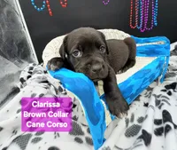 Clarissa , a female Cane Corso for sale in Saint Cloud, MN – 3 of 8