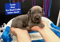 Tyson , a male Great Dane and Cane Corso for sale in Saint Cloud, MN – 5 of 7