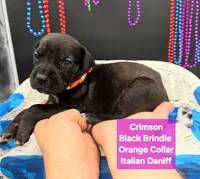 Crimson, a female Great Dane and Cane Corso for sale in Saint Cloud, MN – 3 of 8