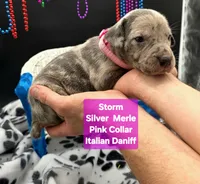 Storm Blue eyes! Silver Merle , a female Great Dane and Cane Corso for sale in Saint Cloud, MN – 6 of 8